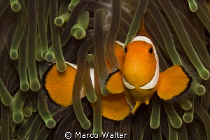 Nice clownfish by Marco Walter 